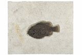Fossil Fish (Cockerellites) - Green River Formation #189289-1